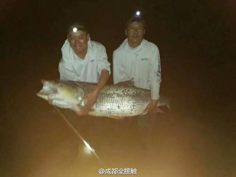 　圖為大魚(yú)需要兩個(gè)人抱起。