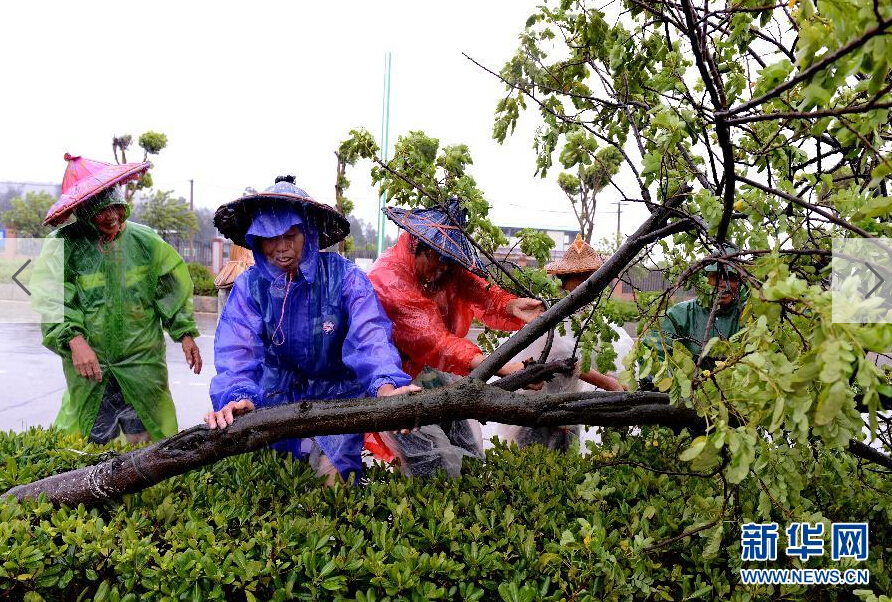  8月8日，工人在福建省石獅市公路邊清理被大風(fēng)吹倒的樹(shù)木。