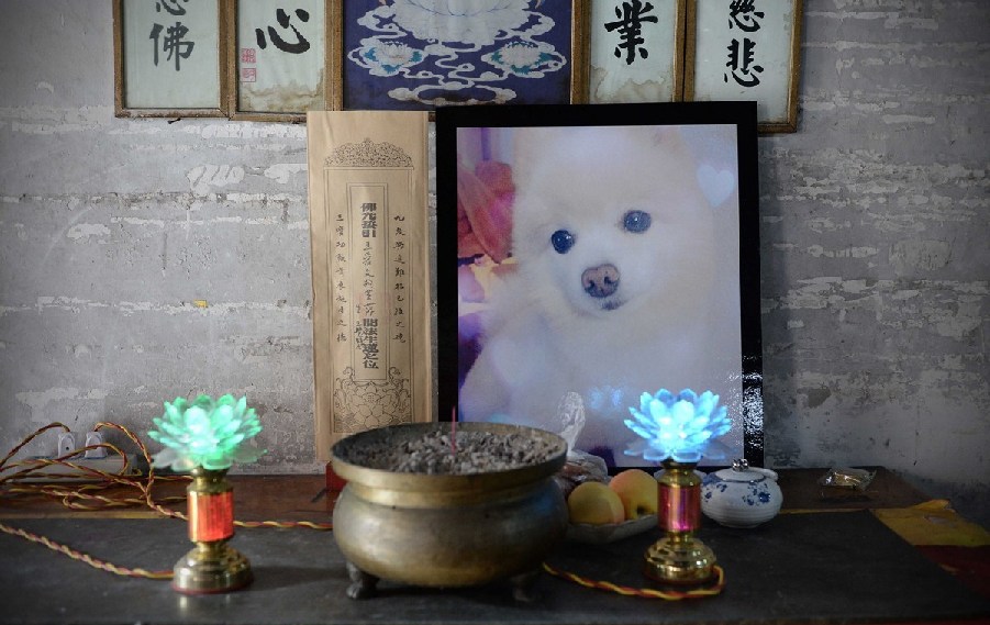 寵物狗的遺像被擺放在寺廟中。