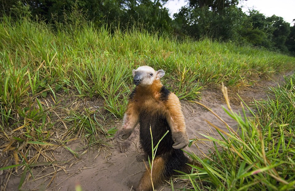 這頭食蟻獸站起來是想在車前顯得自己更高大一點。（網(wǎng)頁截圖）