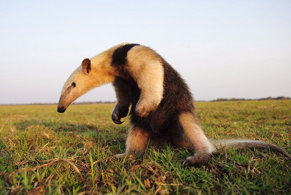 勇敢的食蟻獸。（網(wǎng)頁截圖）