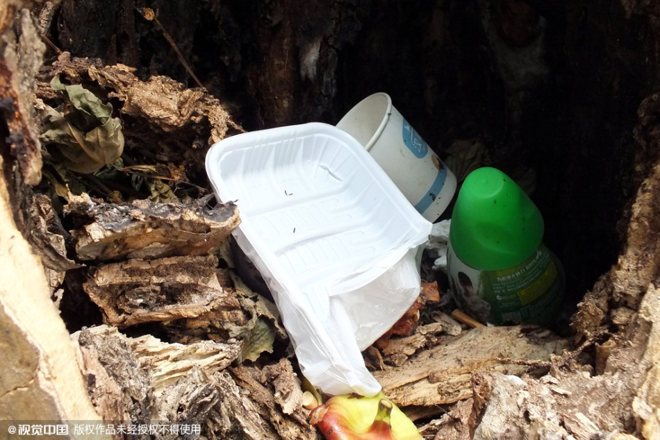 南京千株梧桐樹(shù)淪為“垃圾箱”