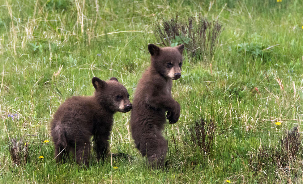 兩只萌噠噠的小熊在一顆大樹下玩躲貓貓，一會(huì)突然跳出來嚇唬對(duì)方，一會(huì)對(duì)著彼此做鬼臉，逗趣模樣讓人忍不住捧腹大笑。