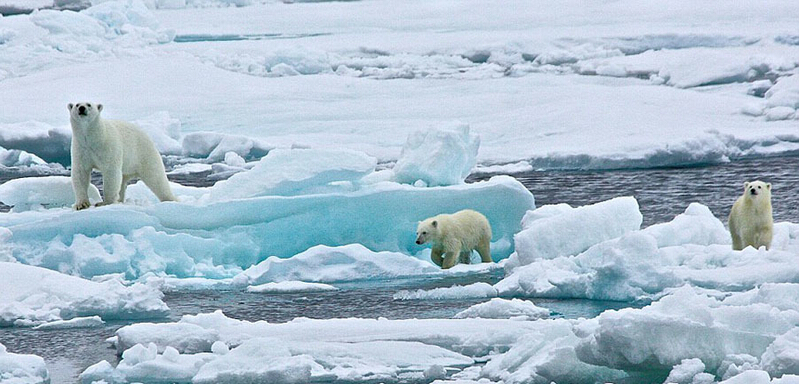 北極熊寶寶起來后看見有攝像機(jī)，便好奇地盯住娜塔西亞手中的機(jī)器。