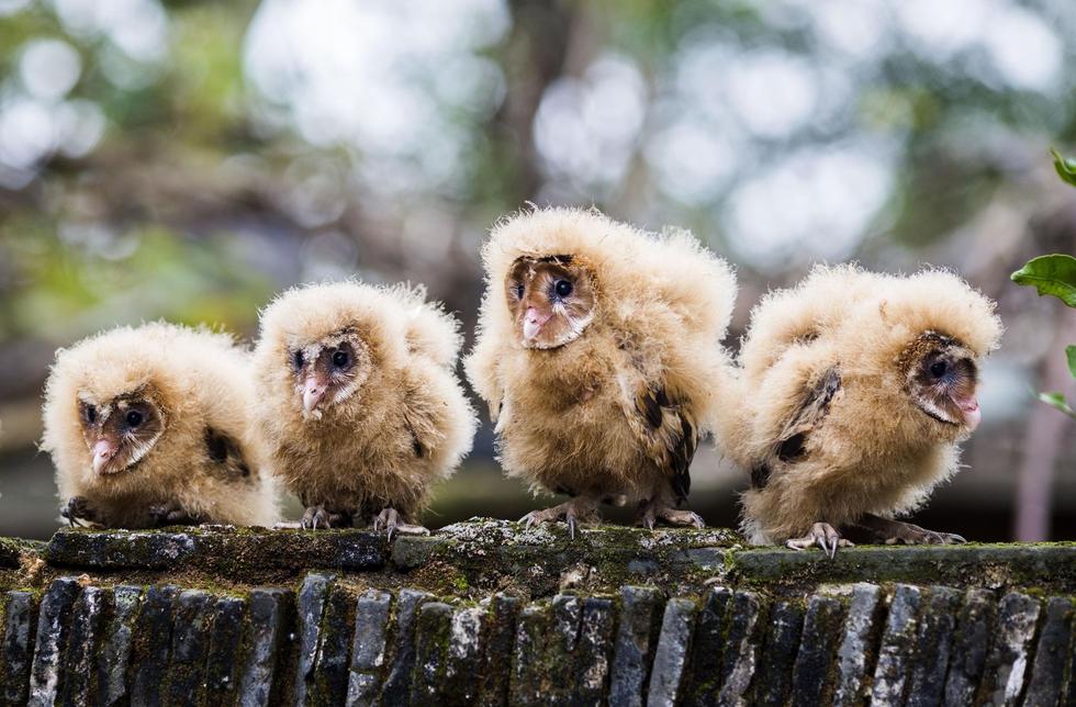 日前，九江市都昌縣蔡嶺鎮(zhèn)的曹女士上山采茶籽時(shí)，撿到5只可愛的雛鳥。經(jīng)野保工作人員鑒定，這5只雛鳥為國家二級(jí)野生保護(hù)動(dòng)物猴面鷹，目前已被送往鳥類保護(hù)組織進(jìn)行救護(hù)。