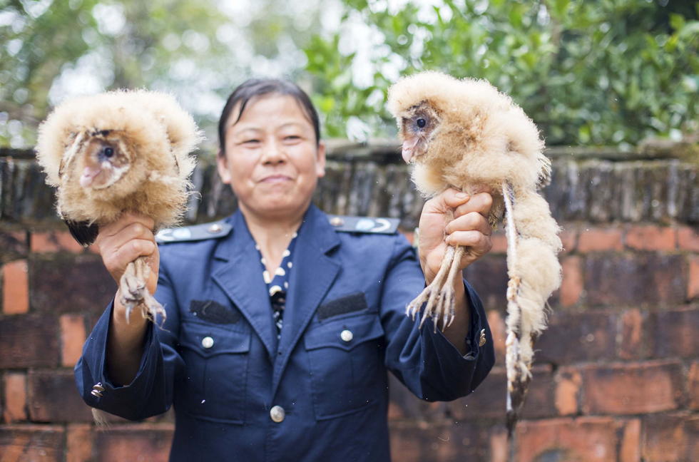 11月6日，記者聯(lián)系上都昌縣的村民危億玲，她是撿到雛鳥的曹女士的兒媳。她向記者介紹，稱他們家住在蔡嶺鎮(zhèn)北炎村港邊舍自然村，她婆婆11月4日下午上山采茶籽時(shí)，在樹下發(fā)現(xiàn)了5只可愛的雛鳥并帶回了家。