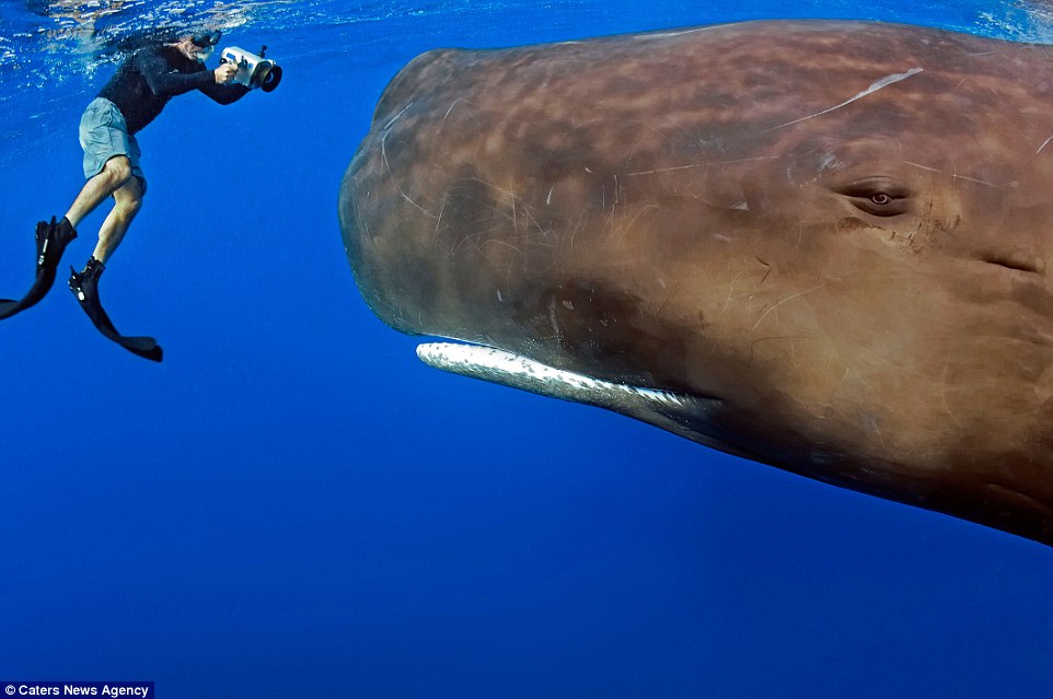 照片記錄潛水員與抹香鯨的“親密瞬間” 照片記錄潛水員與抹香鯨的“親密瞬間”