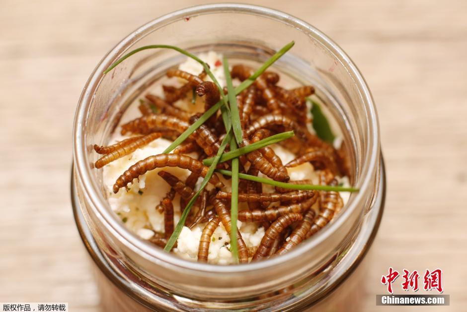 奧地利美女發(fā)明昆蟲(chóng)飼養(yǎng)皿