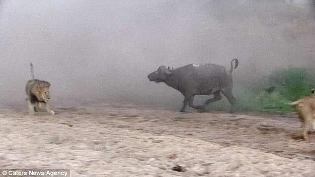 然后在獅群還在打架時悄悄地溜走了，留下一個瀟灑的背影。