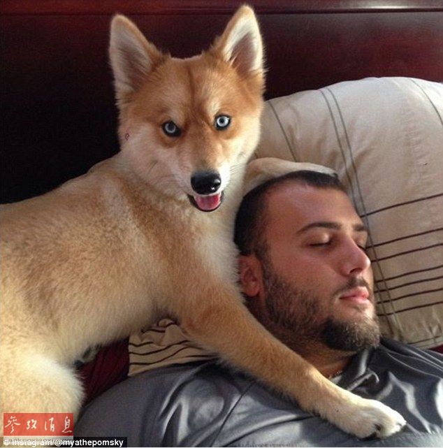 狐貍還是狗？藍(lán)眼睛萌寵走紅網(wǎng)絡(luò)