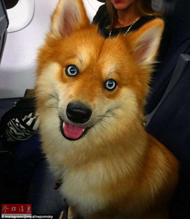 狐貍還是狗？藍(lán)眼睛萌寵走紅網(wǎng)絡(luò)