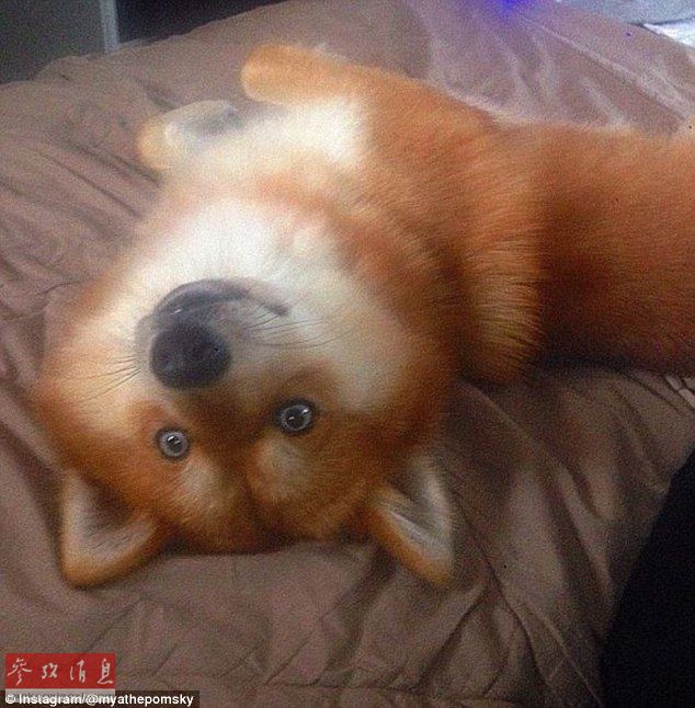 狐貍還是狗？藍(lán)眼睛萌寵走紅網(wǎng)絡(luò)