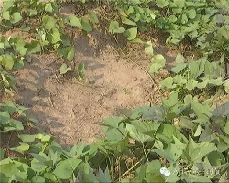 男子紅薯地用槍誤殺女童 說(shuō)“原來(lái)不是兔子”后離開(kāi)