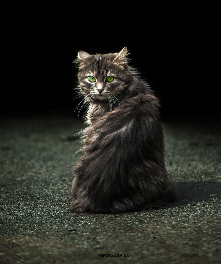 它們都是表情帝！一組不可思議的動物肖像