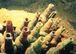 長滿水藻的日本清酒瓶。