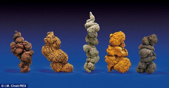 古時海龜五份糞便樣本也將拍賣。