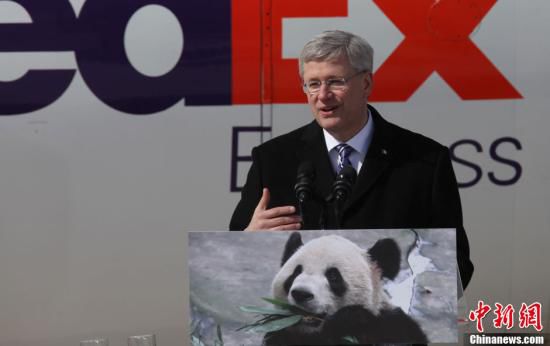 中國(guó)旅加大熊貓疑似有喜 參觀游客絡(luò)繹不絕(圖) 中國(guó)旅加大熊貓疑似有喜 參觀游客絡(luò)繹不絕(圖)