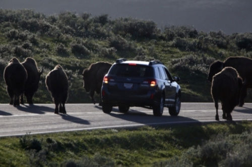警方已經(jīng)派出大量工作人員、警犬和飛行器在當(dāng)?shù)卣归_搜尋