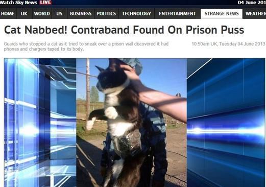 資料圖：2013年，俄羅斯獄警也曾抓獲身負(fù)手機和充電寶的貓，它本想混進(jìn)俄羅斯科密地區(qū)一座監(jiān)獄