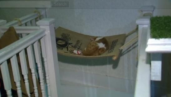 圖為加拿大首家貓咪咖啡館。