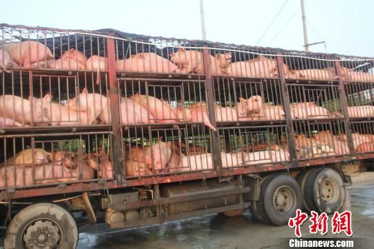 運(yùn)豬車(chē)追尾拋錨 生豬熱得吐白沫 運(yùn)豬車(chē)追尾拋錨 生豬熱得吐白沫