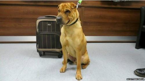 蘇格蘭動(dòng)物權(quán)益慈善組織已經(jīng)通過(guò)芯片查出這只小狗的名字叫凱。