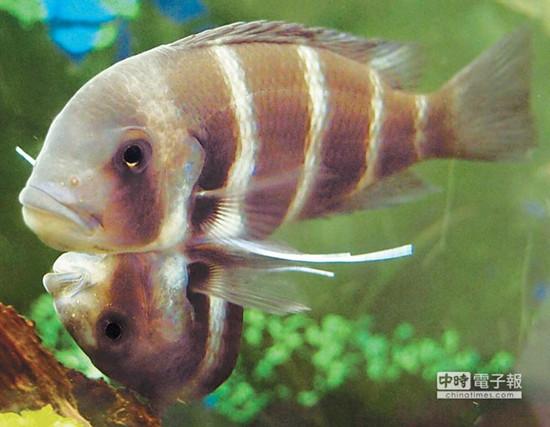 這對連體魚上面的哥哥體型較大，約是下面弟弟的2倍