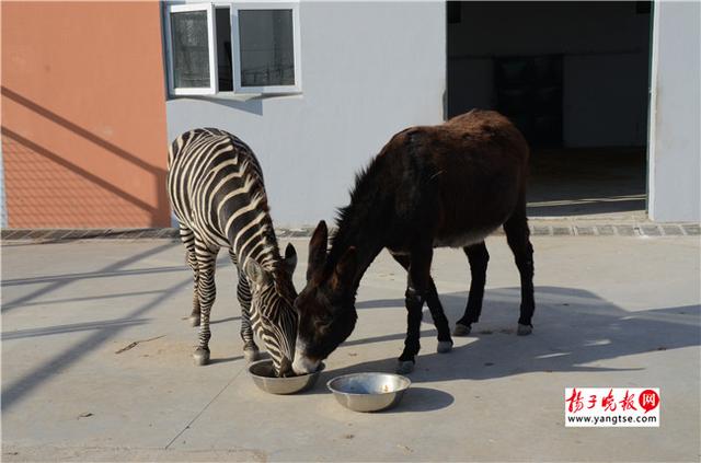 圖斑馬和驢子在一起共同進(jìn)食。