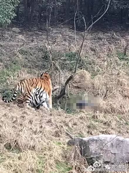 2女1男為逃票翻墻進(jìn)動物園 落地時周圍站了7只虎