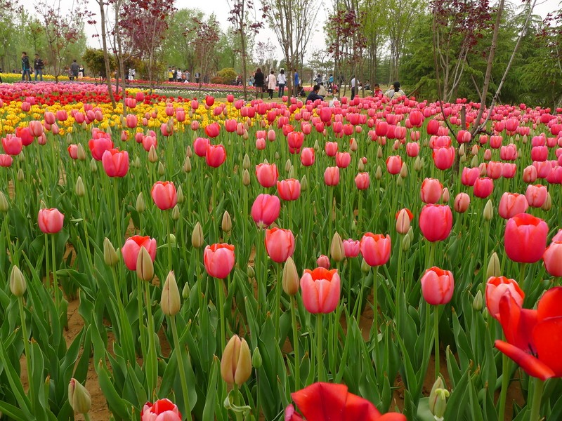 粽子節(jié)遇上兒童節(jié)，你想好去哪了么？