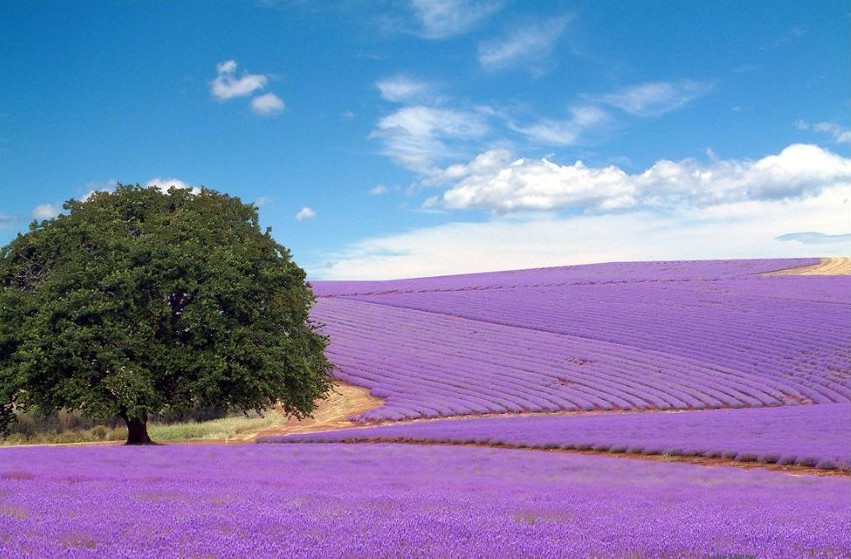 普蘭斯薰衣草莊園 普蘭斯薰衣草莊園