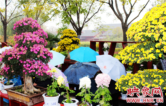 天好、花美 中國開封第32屆菊花文化節(jié)延長一周
