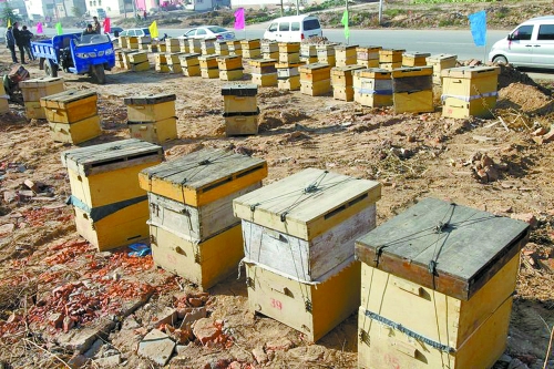 這些蜜蜂箱沿路依次擺放,綿延近千米。 這些蜜蜂箱沿路依次擺放,綿延近千米。