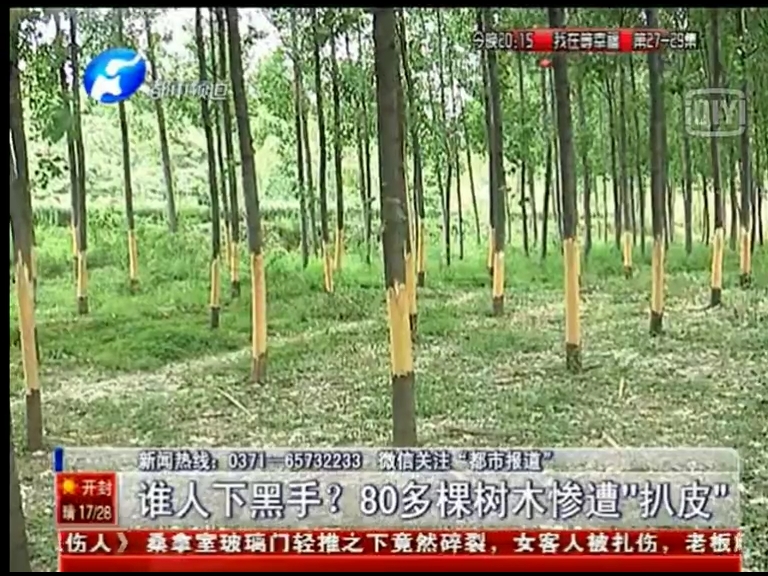 80多棵樹被“扒皮” 誰痛下黑手？