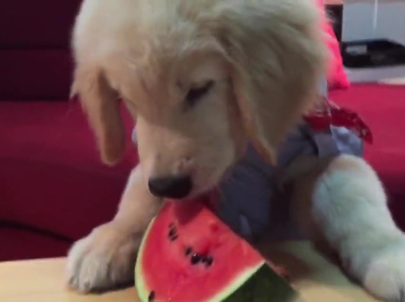 超萌金毛啃西瓜！夏天來了汪星人也要消暑啊！