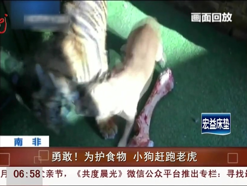 勇敢！為護食物 小狗趕跑老虎