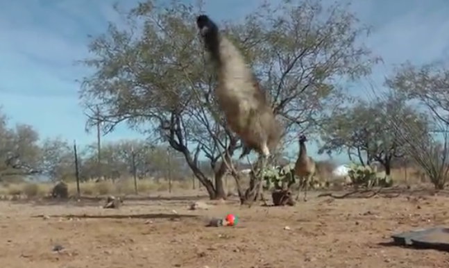 黃鼠狼帶球嚇得鴕鳥跳踢踏舞 原來(lái)是玩偶