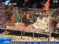 關注H7N9：國內(nèi)多地關閉活禽交易市場