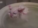 喜歡在盆里暖浴喵咪！這貨太懶了