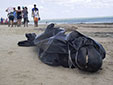 海洋環(huán)境惡化？巴西30鯨魚擱淺