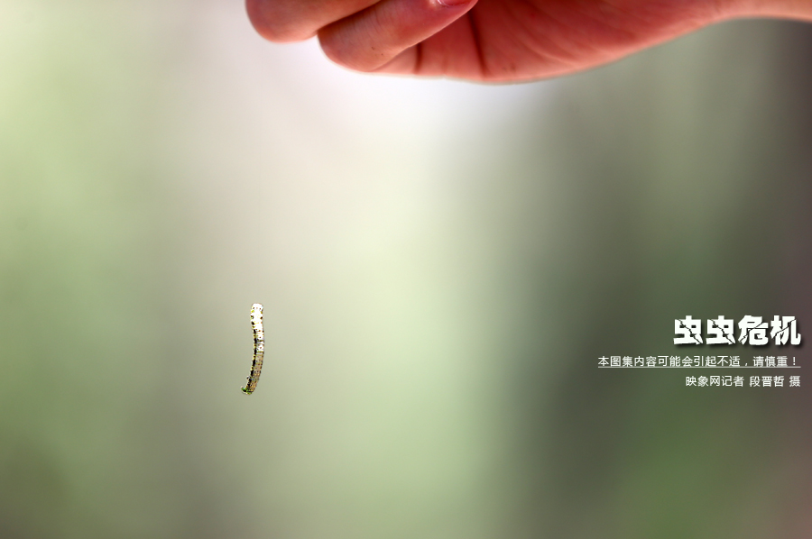 當(dāng)小蟲子從樹上垂絲而下懸在半空中時(shí)，給路上的行人帶來諸多不便