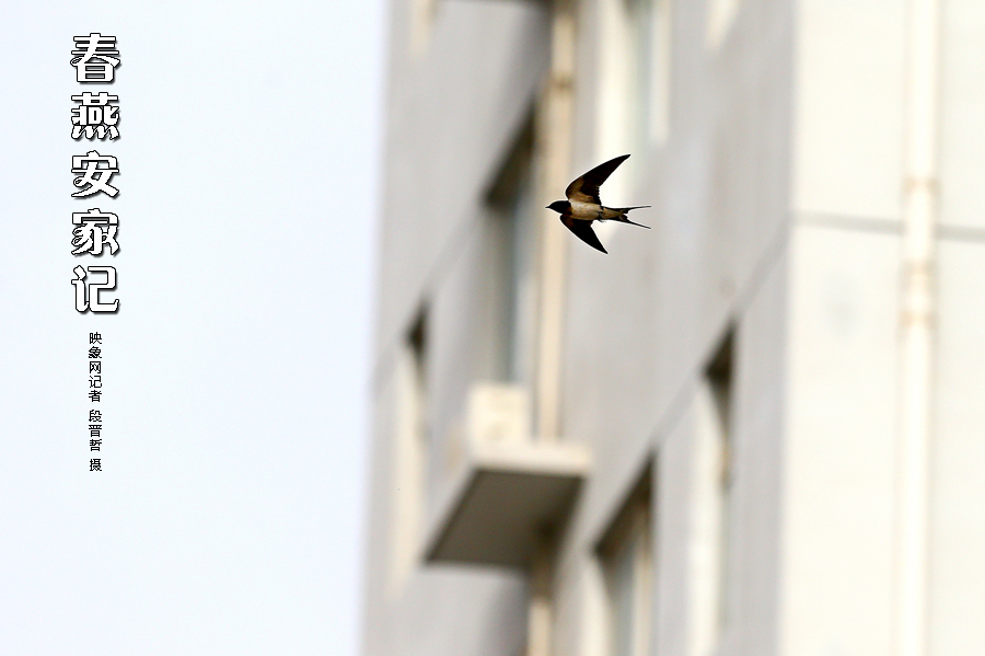 為了愛(ài)巢,每天奔波在樓宇間不斷努力 為了愛(ài)巢,每天奔波在樓宇間不斷努力