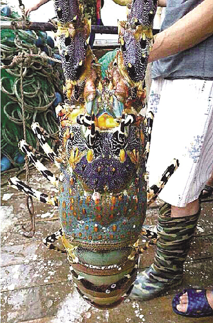 溫嶺石塘捕到近一米的"神蝦" 溫嶺石塘捕到近一米的"神蝦"