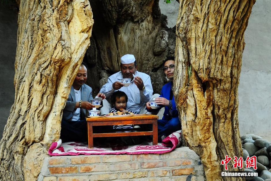 青海800歲古樹(shù)“肚里”設(shè)茶水臺(tái)