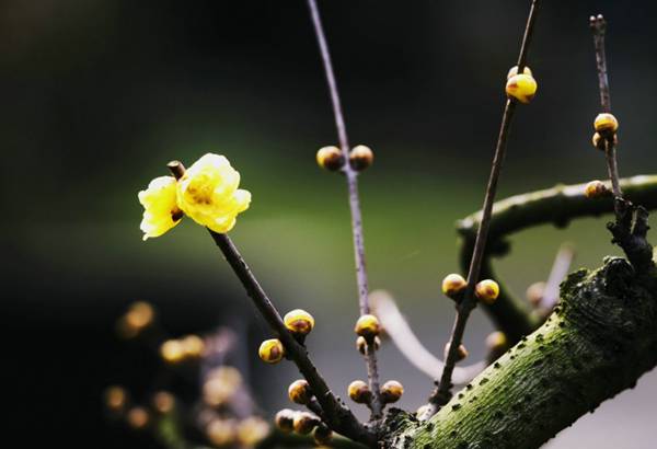 暗香浮動 河南七大賞梅地推薦 暗香浮動 河南七大賞梅地推薦