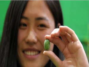 “拇指”西瓜亮相國際農(nóng)產(chǎn)品交易會(huì)